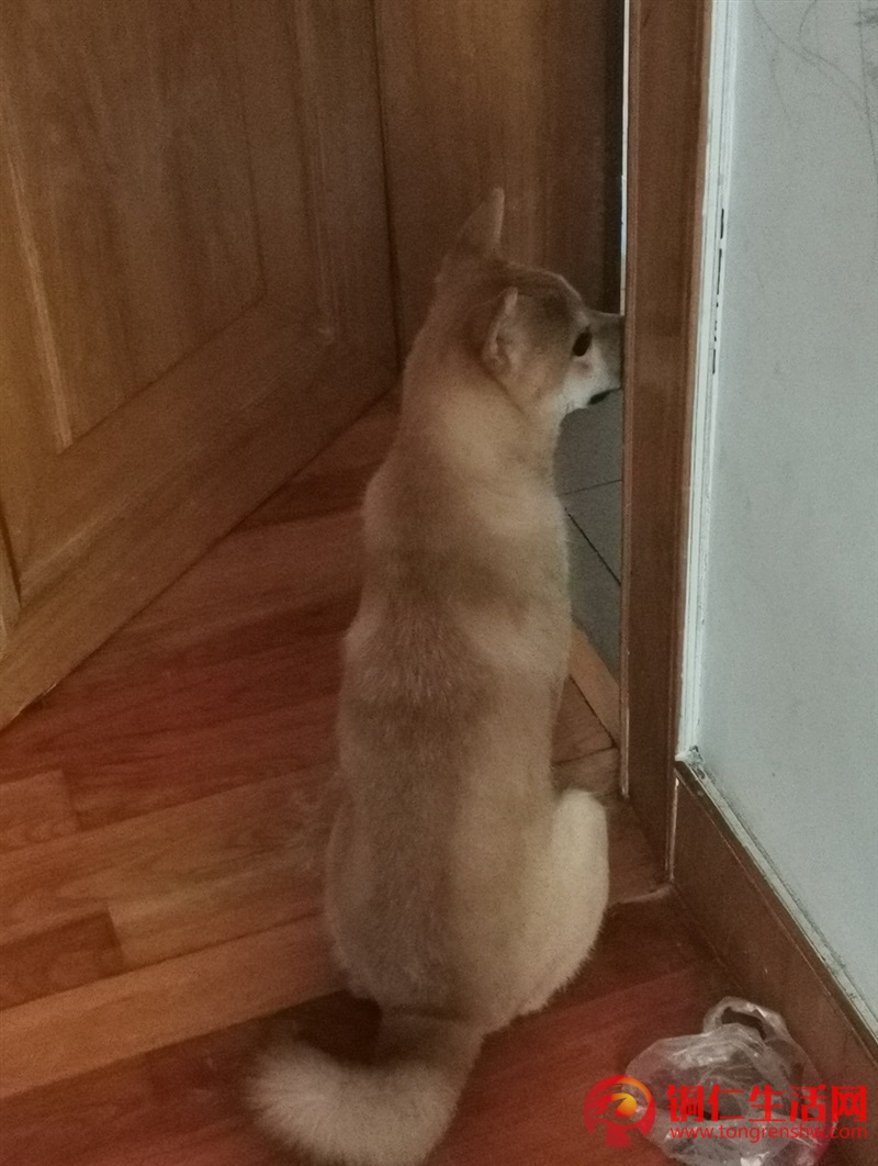 低價出售成年純種柴犬，希望找個好人家 ！