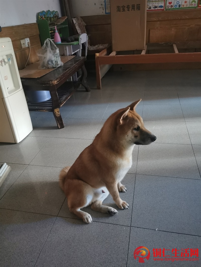 低價(jià)出售成年純種柴犬，希望找個(gè)好人家 ！